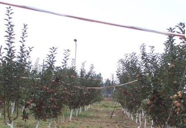 Central Institute of Temperate Horticultural Srinagar Facility photo 2