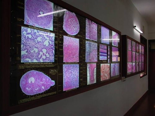 Yenepoya University Mangalore Campus photo 10
