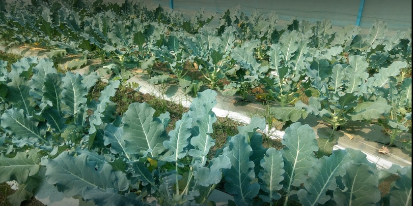 Central Institute of Agricultural Engineering Bhopal Campus photo 10