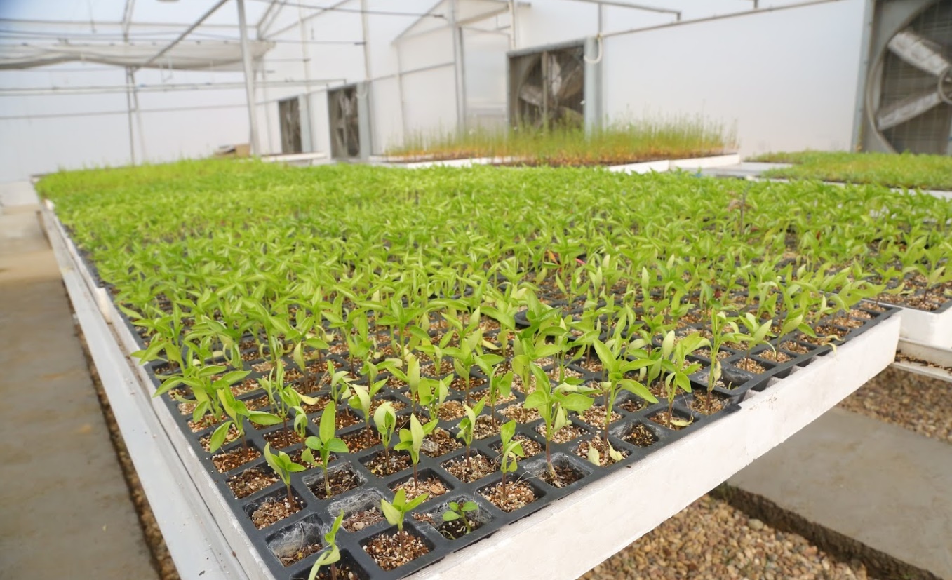 LPU Agriculture photo 8