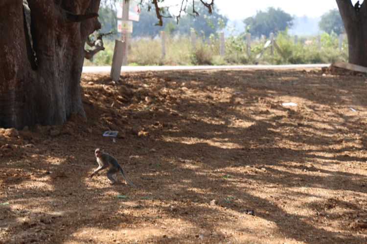Chanakya University Bangalore Nallur Lake Rejuvenation Photos photo 7
