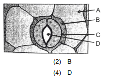 Plant Cell Diagram