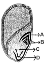 Seed Diagram