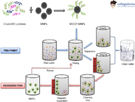 Drumstick seeds as a potential replacement for chemicals as water purifier