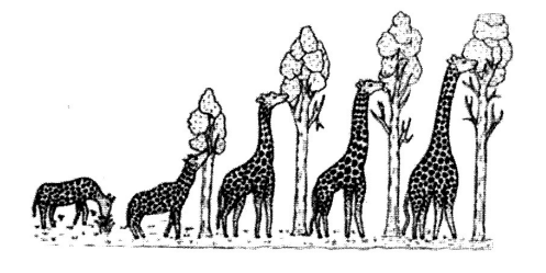 (Image of giraffe neck evolution)