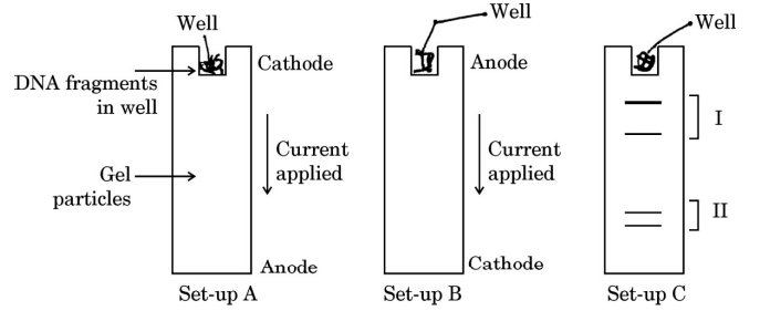 Electrophoresis Setups