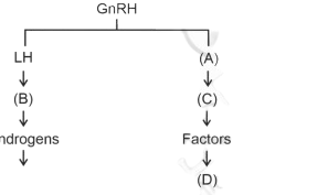 Spermatogenesis Diagram