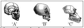 skulls ‘A', ‘B