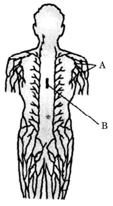[Diagram of Lymphatic System]