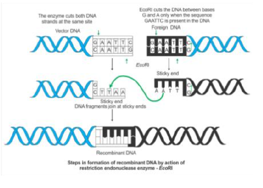 (Image of EcoRI action on DNA)