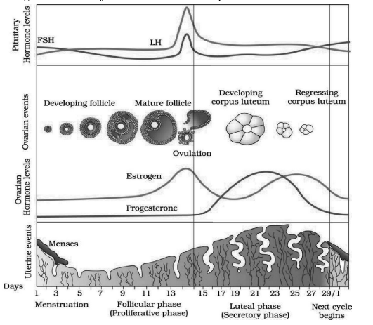 [Diagram of Menstrual Cycle Graph]