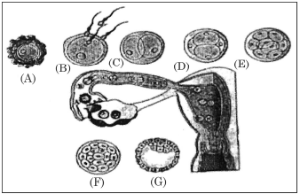 human female reproduction system