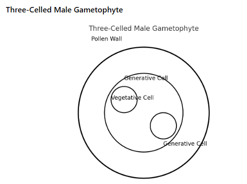(Image of a three-celled male gametophyte)