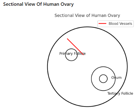 (Image of a diagrammatic sectional view of the ovary)