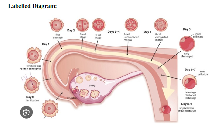 [Labelled Diagram Image]