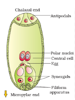 [Diagram of Fertilized Embryo Sac with labels: Zygote, Endosperm, Integuments, Micropyle]