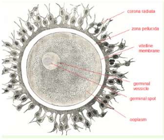 Human Ovum Structure