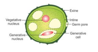 Pollen Grain Diagram