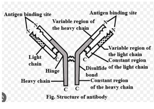 Antibody Structure