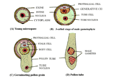 Male Gametophyte Development