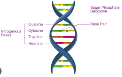 DNA Structure