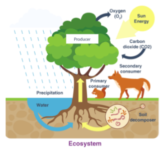 eco system