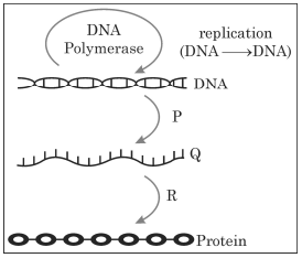  illustration of 'Central Dogma'