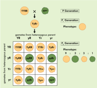 Dihybrid Cross