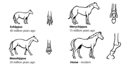 Development of the Horse over a Period