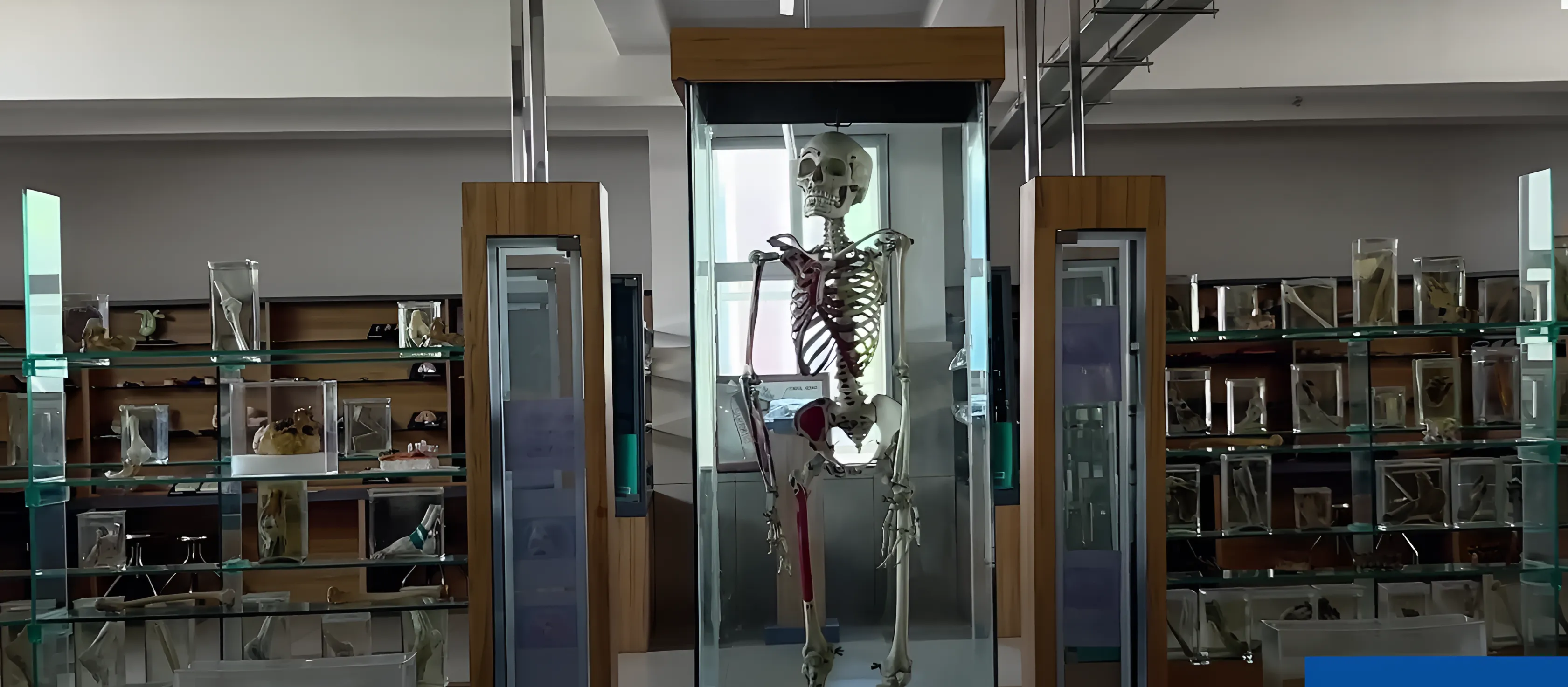 KVV Karad Anatomy Lab