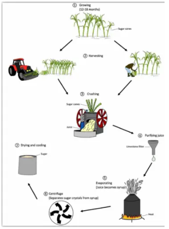 Manufacturing Process for making Sugar