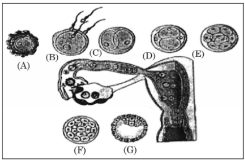 Stages of male gametophyte development in flowering plants