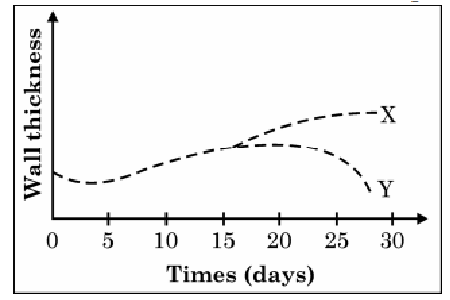 Graph depicting the change in wall thickness over time (days). X and Y represent two different trends observed.