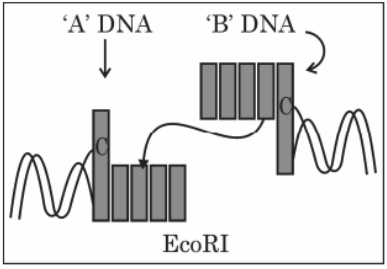 DNA cleavage by EcoRI enzyme