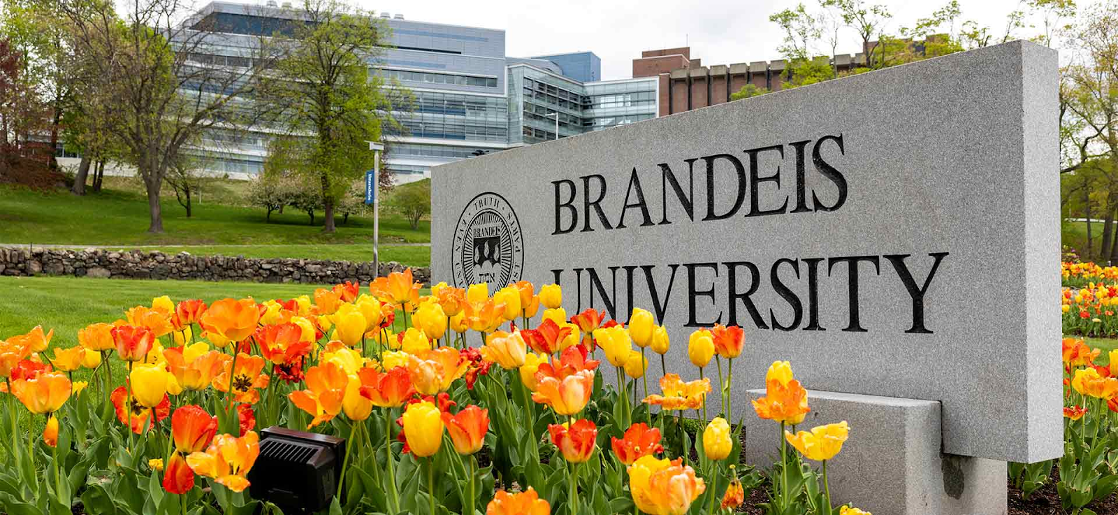 Universidad de Brandeis