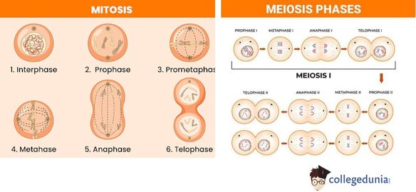 Mitosis and Meiosis Diagram