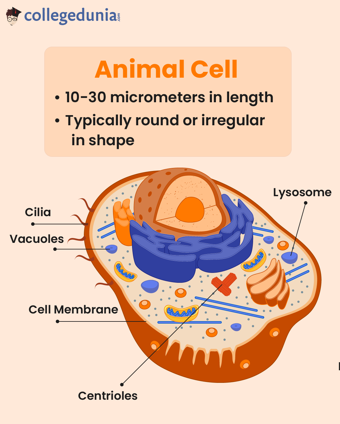 Diagram of animal cell