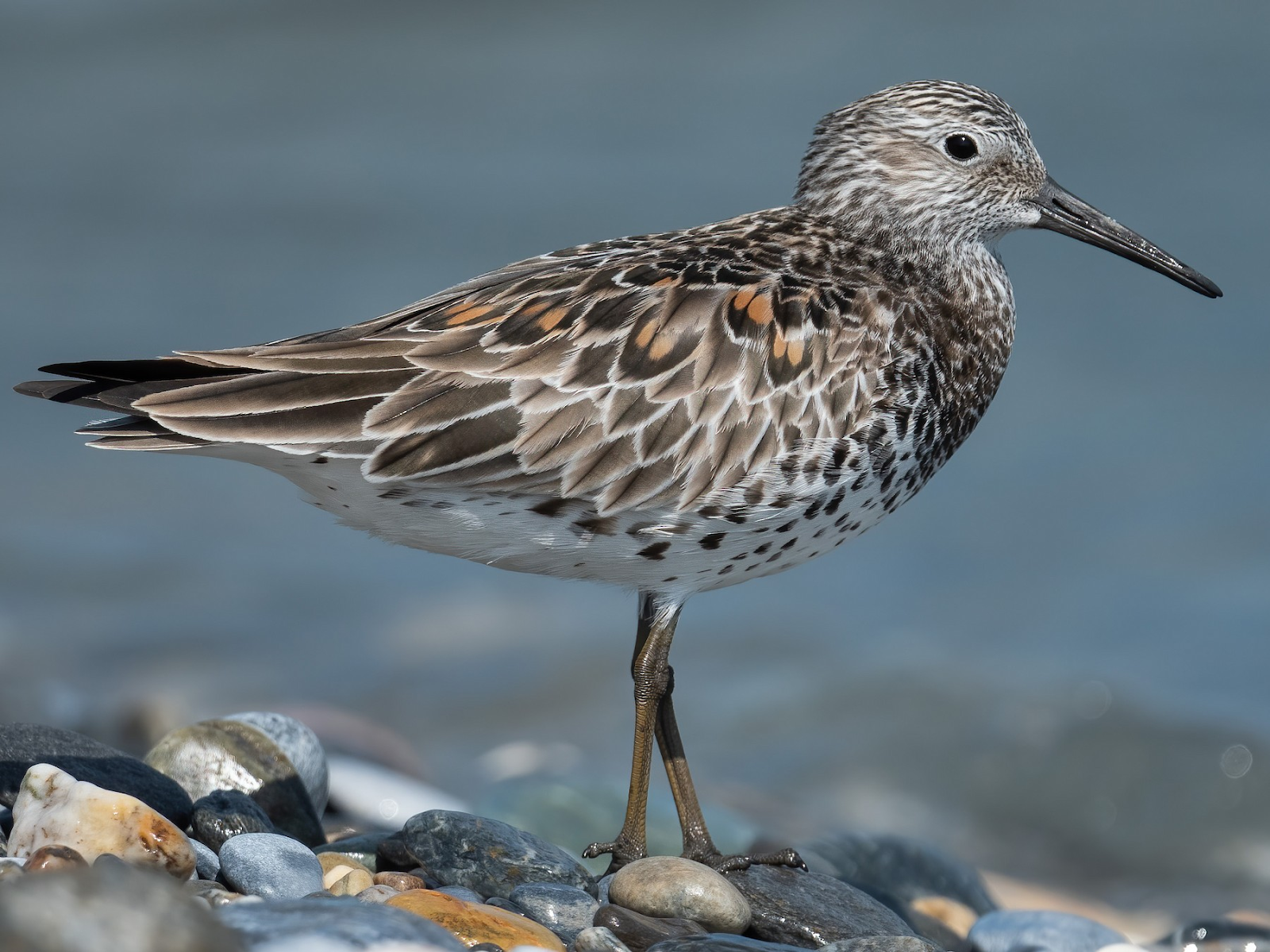 Great Knot And Indian Skimmer: Migratory Birds Of The Godavari Estuary