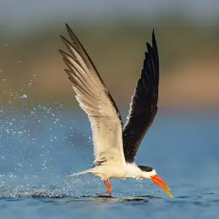 indian skimmer specification