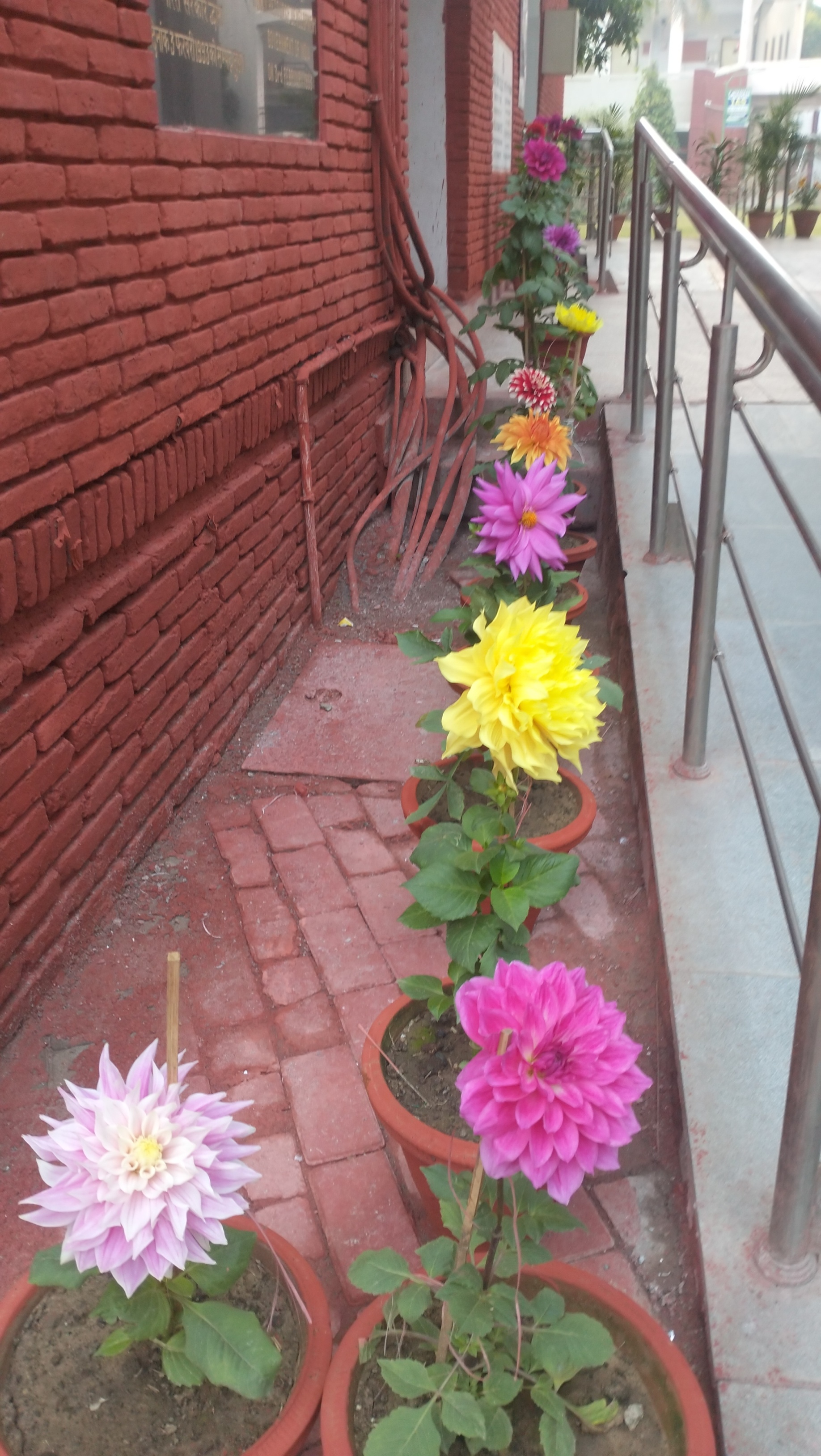 DU SOL Extra-Curricular photo (4) by Hemant Aswal