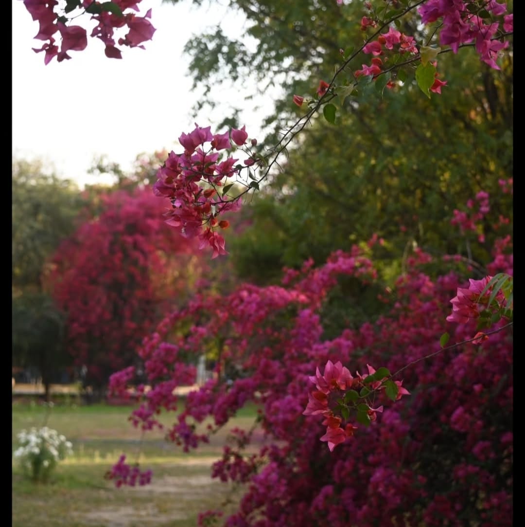 Banasthali Vidyapith Jaipur Campus photo (4) by Aaratrika Mishra