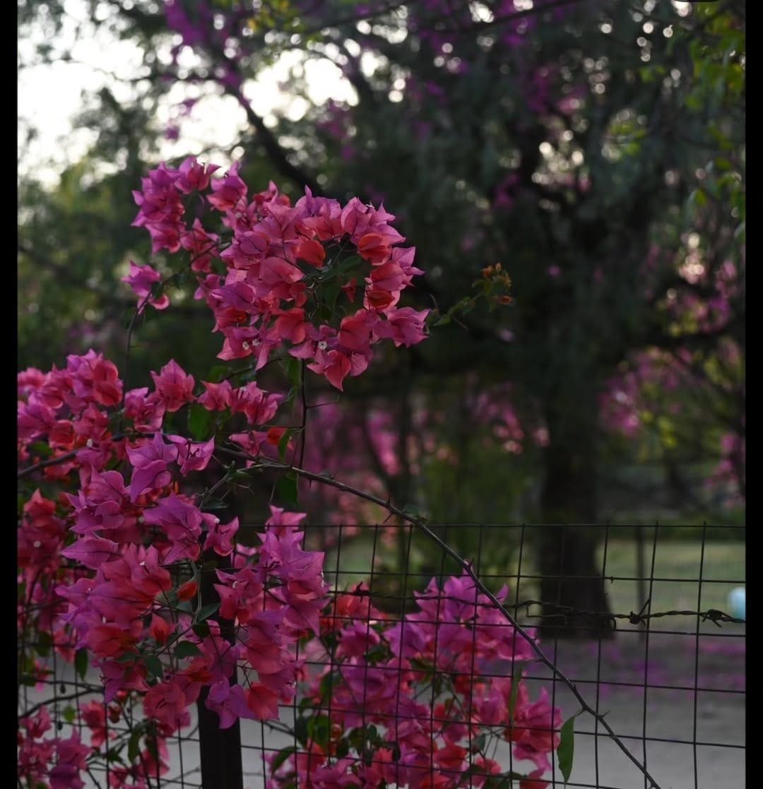 Banasthali Vidyapith Jaipur Campus photo (5) by Aaratrika Mishra