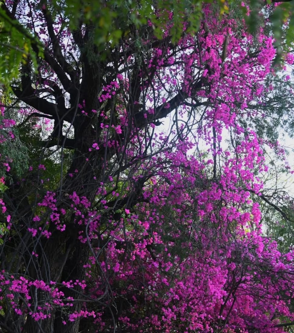 Banasthali Vidyapith Jaipur Campus photo (6) by Aaratrika Mishra