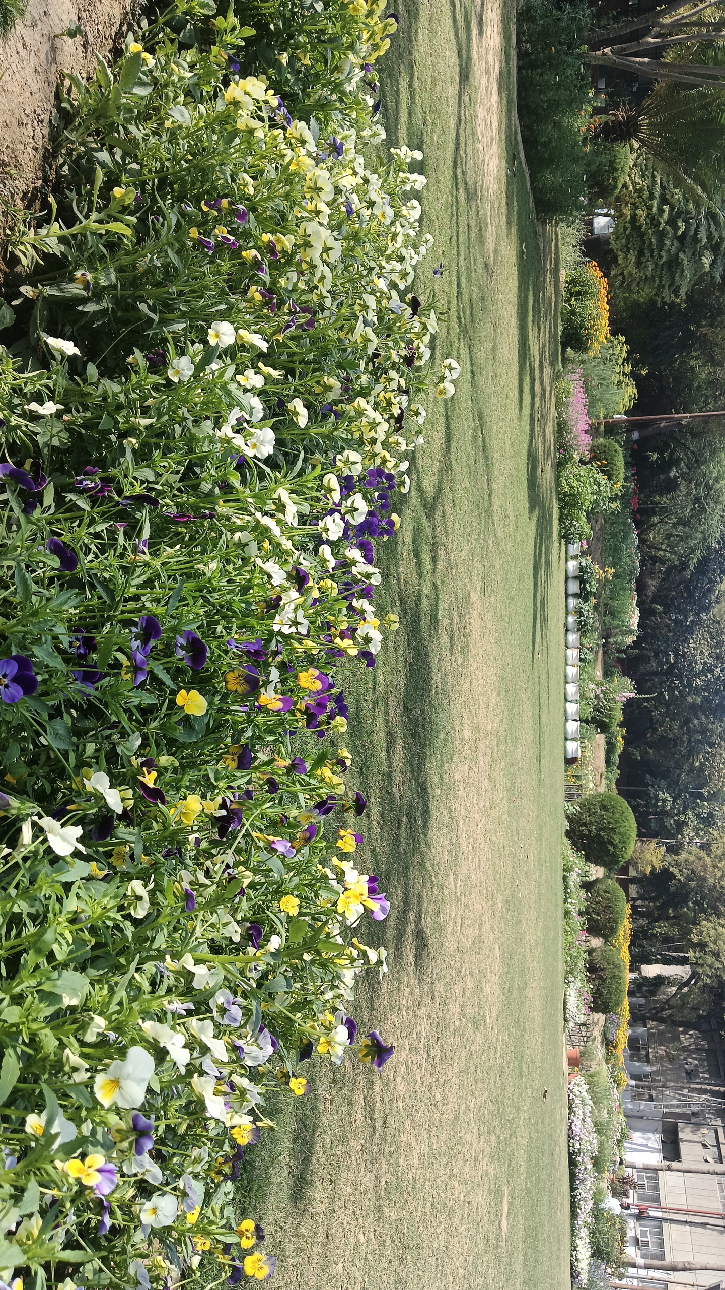 Motilal Nehru College Campus photo (17) by Priyanshi Tandon