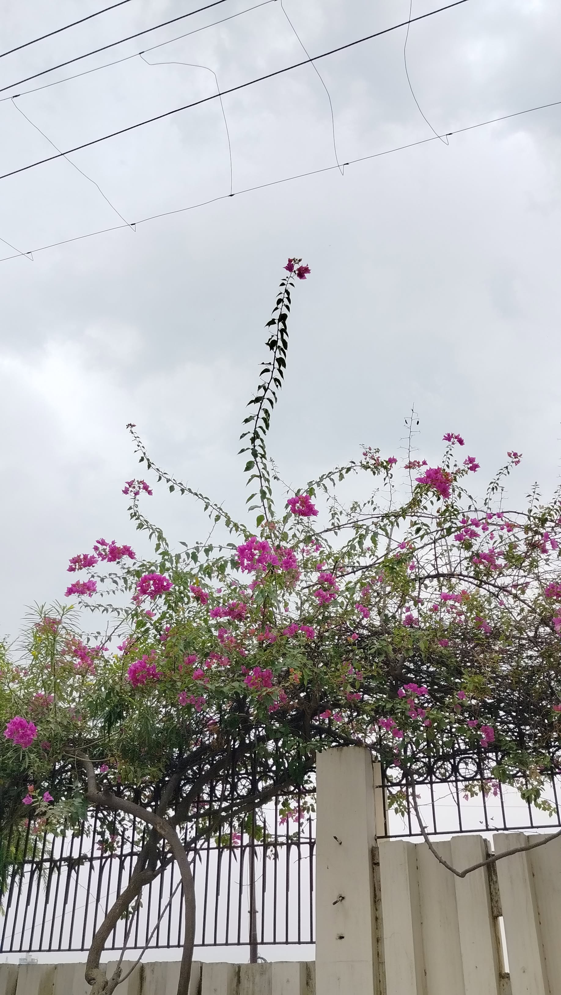 Allenhouse Business School Kanpur Campus photo (2) by Ankit Singh