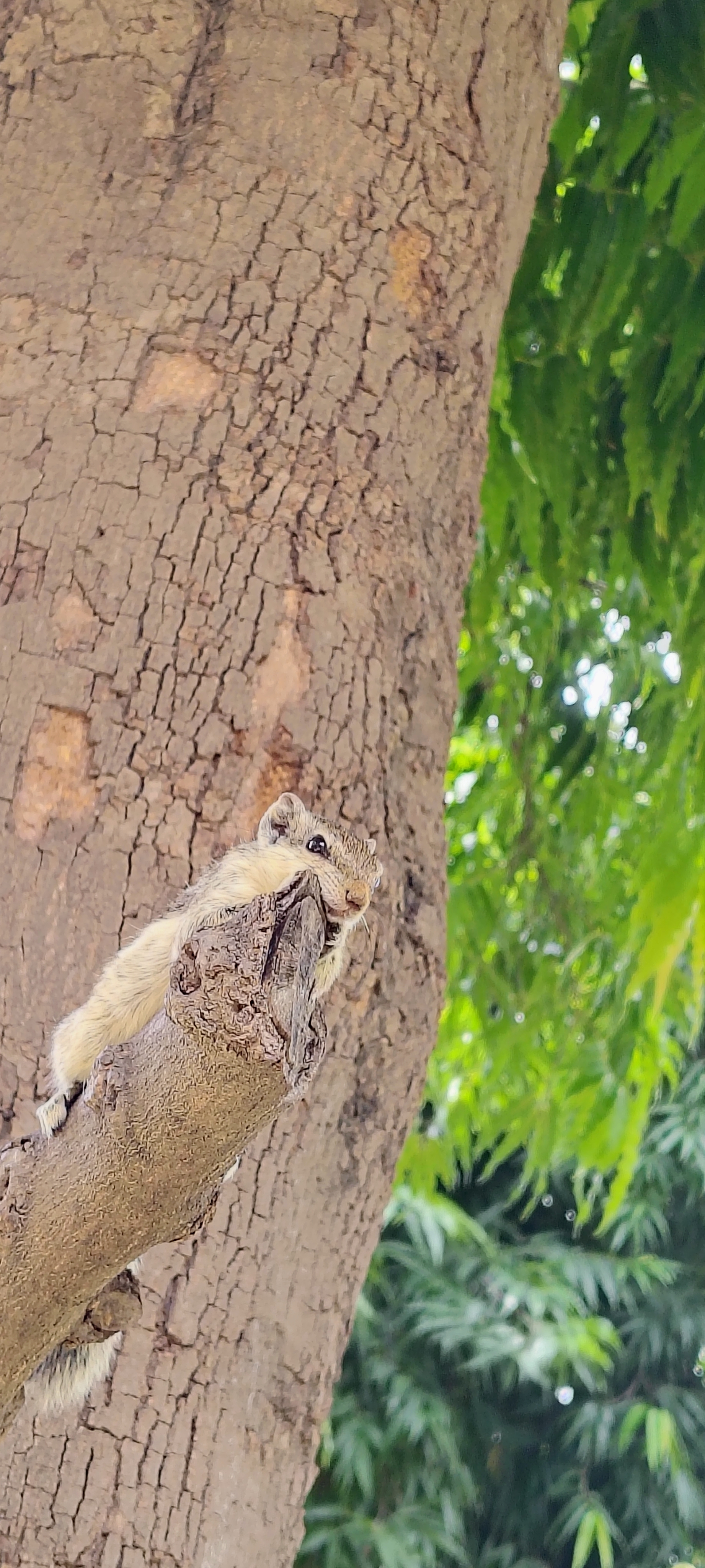 MNIT Jaipur Campus photo (17) by Himanshu
