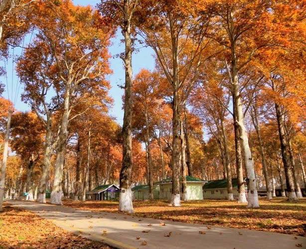 University of Kashmir Srinagar Campus photo (5) by Khateeb Ali Buch
