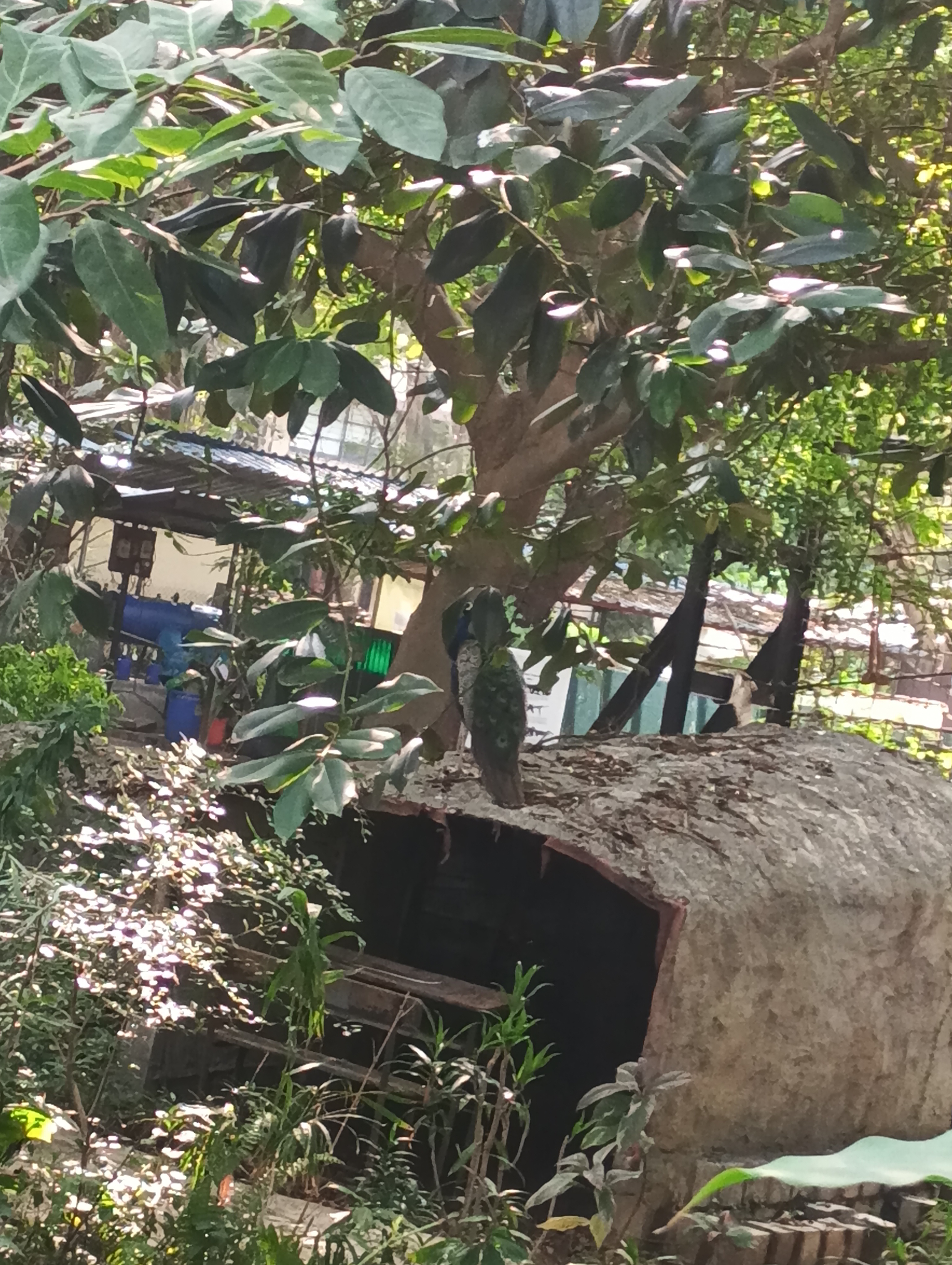 Bhavan's College Mumbai Campus photo (5) by Gaurav Ashish Dubey