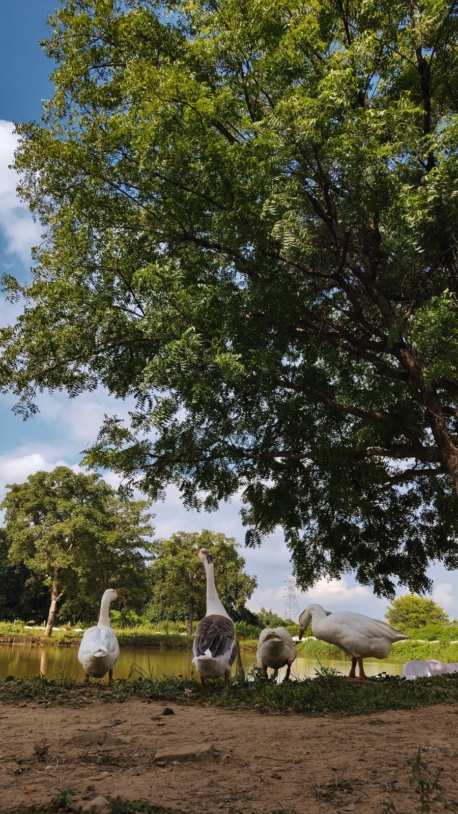 SHUATS Campus photo (14) by Sashwat Tiwari